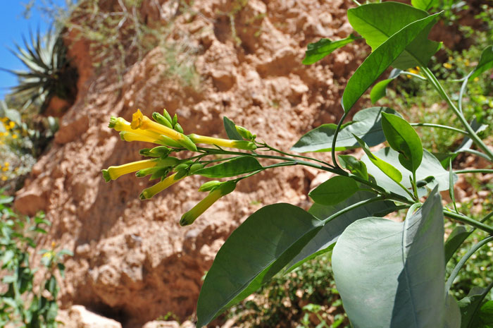 Tree Tobacco is an introduced species that has been used as a dermatological aid, hunting medicine and for several other purposes by North American indigenous peoples. Nicotiana glauca Tree Tobacco is an introduced species that has been used as a dermatological aid, hunting medicine and for several other purposes by North American indigenous peoples. Nicotiana glauca